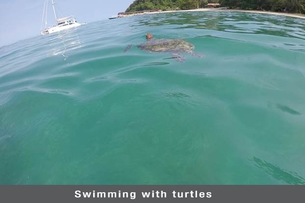 Swimming with turtles (1)